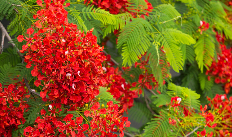 凤凰木如何养?教你“几个”养护凤凰木的小妙招,花开日日红!
