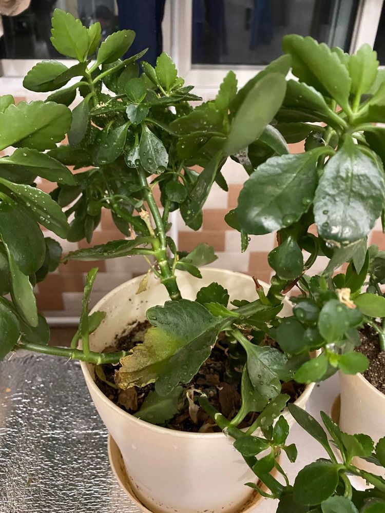 冬季室内养护的长寿花徒长不见花还能修剪吗？