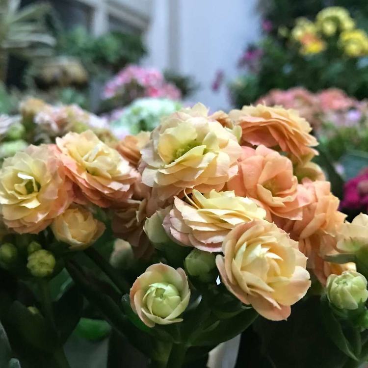 冬季室内养护的长寿花徒长不见花还能修剪吗？