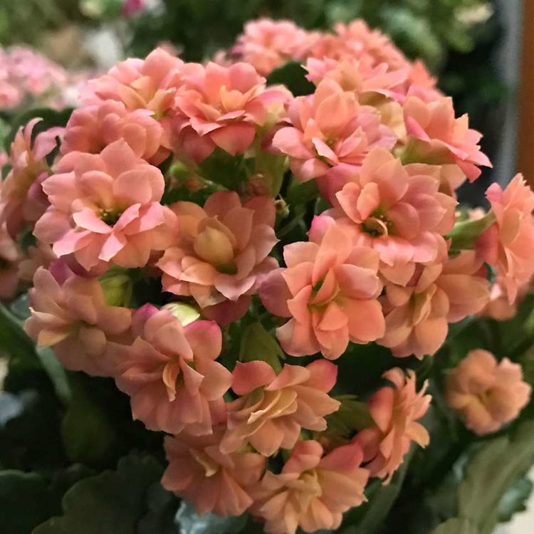 冬季室内养护的长寿花徒长不见花还能修剪吗？