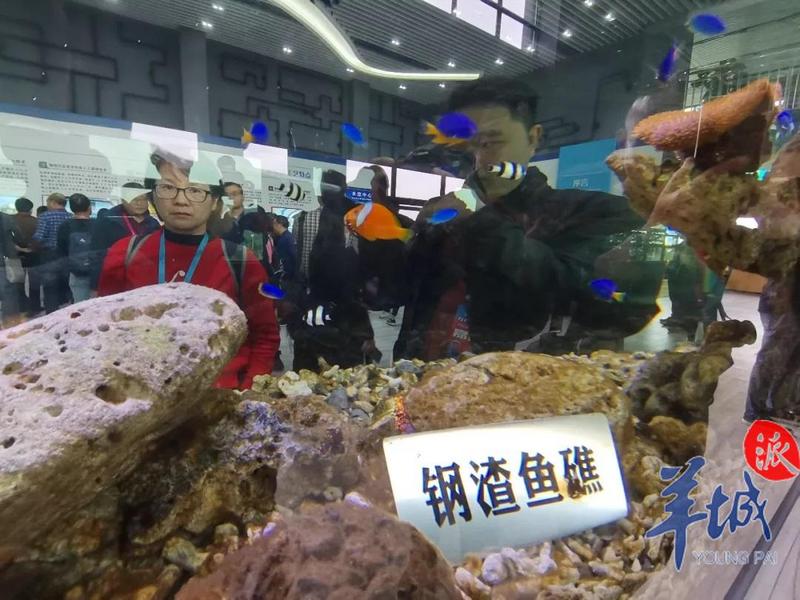 探访宝钢湛江钢铁基地：畅游湛江湾，感受生态海岛旅游