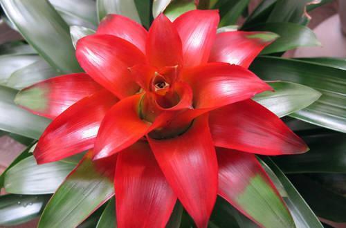 卖花人推荐“六种”好养的绿植，能招运吸财，特别适合家里养护