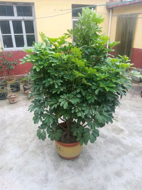 卖花人推荐“六种”好养的绿植，能招运吸财，特别适合家里养护