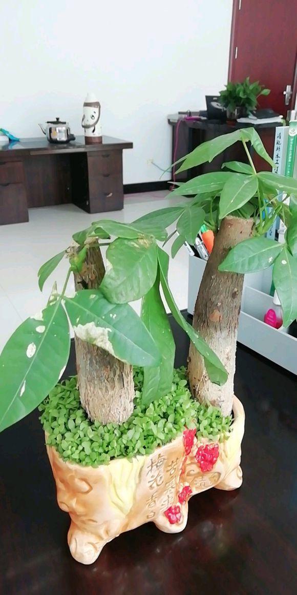 卖花人推荐“六种”好养的绿植，能招运吸财，特别适合家里养护