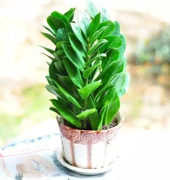 卖花人推荐“六种”好养的绿植，能招运吸财，特别适合家里养护