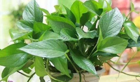 冬天养护绿萝容易出现问题，注意几个小技巧，叶片绿油油安全过冬