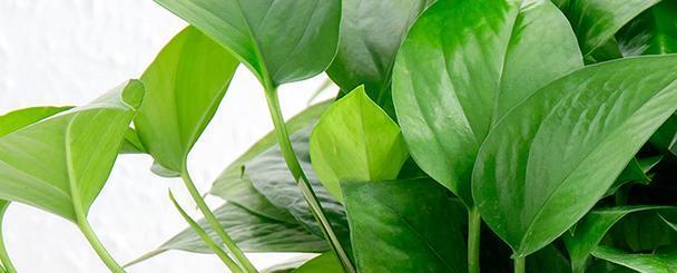 冬天养护绿萝容易出现问题，注意几个小技巧，叶片绿油油安全过冬