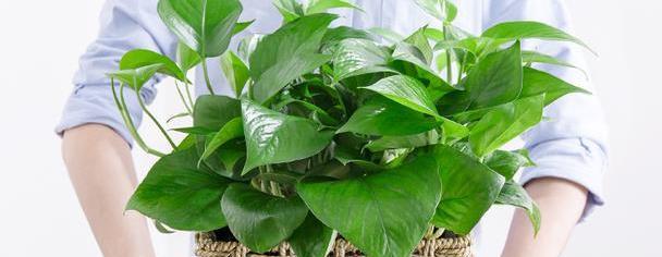 冬天养护绿萝容易出现问题，注意几个小技巧，叶片绿油油安全过冬