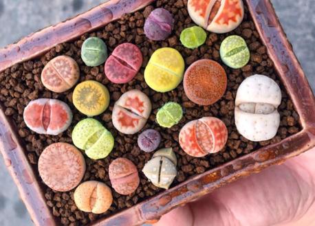 多肉专区丨夏天怕晒冬天畏寒，这么矫情的“生石花”，养护要费心