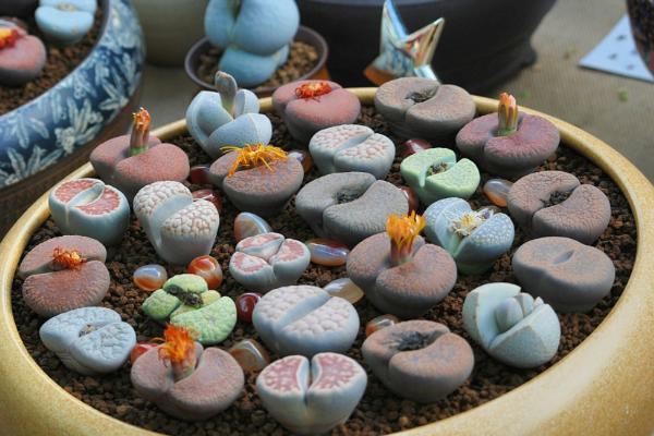 多肉专区丨夏天怕晒冬天畏寒，这么矫情的“生石花”，养护要费心