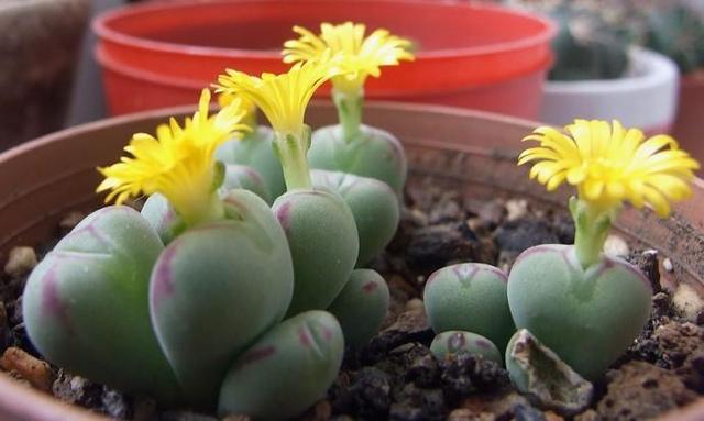 多肉专区丨夏天怕晒冬天畏寒，这么矫情的“生石花”，养护要费心