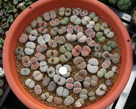 多肉专区丨夏天怕晒冬天畏寒，这么矫情的“生石花”，养护要费心