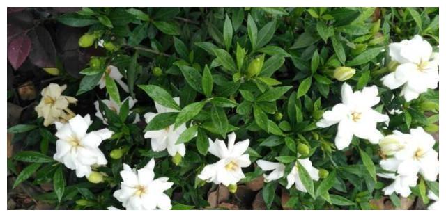 栀子花黄叶,剪枝扦插,养护注意5点,养出来的花好看又茂盛