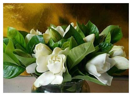 栀子花黄叶,剪枝扦插,养护注意5点,养出来的花好看又茂盛