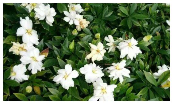 栀子花黄叶,剪枝扦插,养护注意5点,养出来的花好看又茂盛