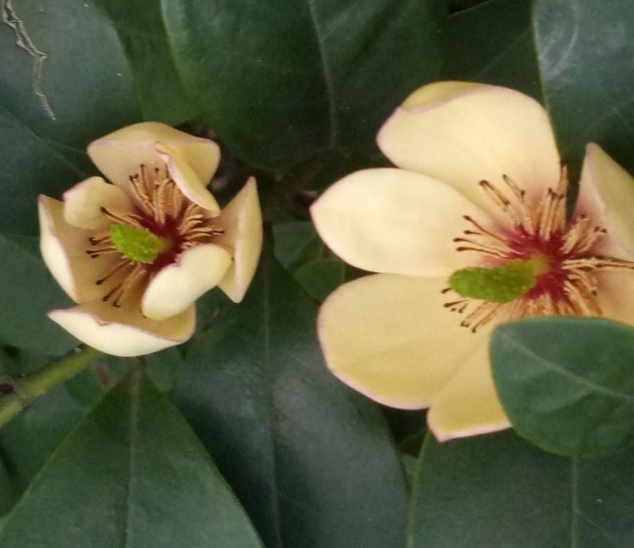 冬季养盆含笑，现在就要养护，来年才可赏花！