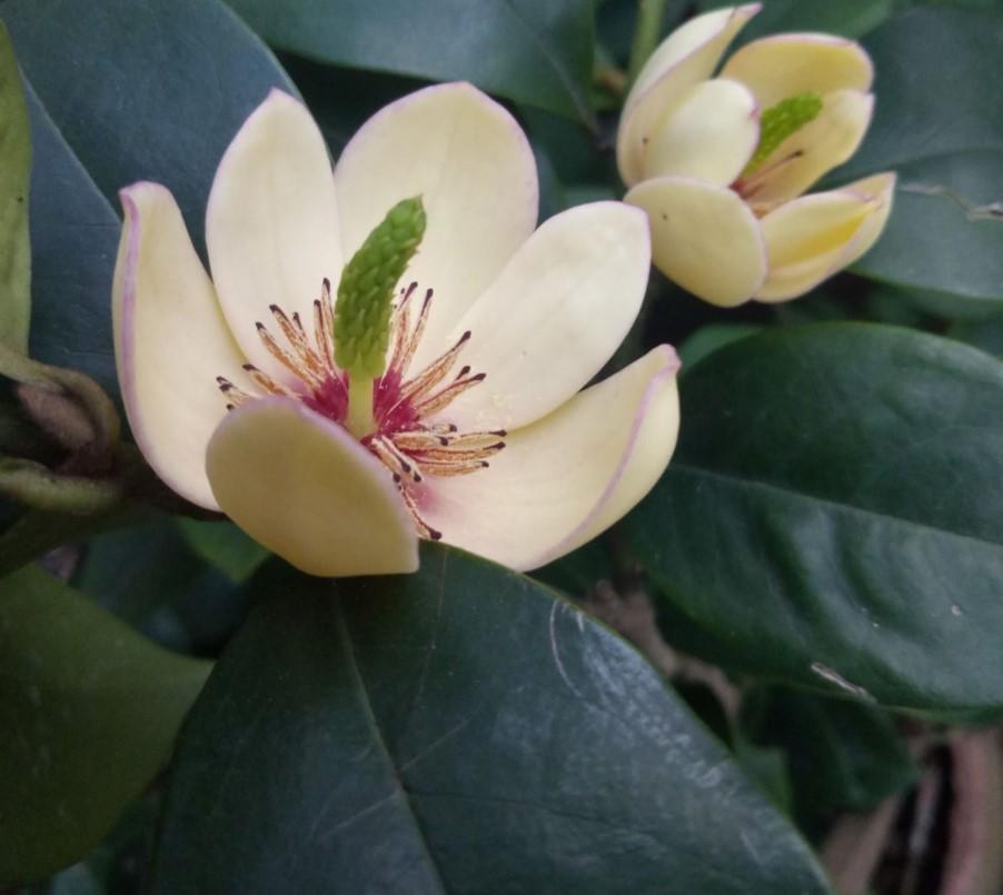 冬季养盆含笑，现在就要养护，来年才可赏花！