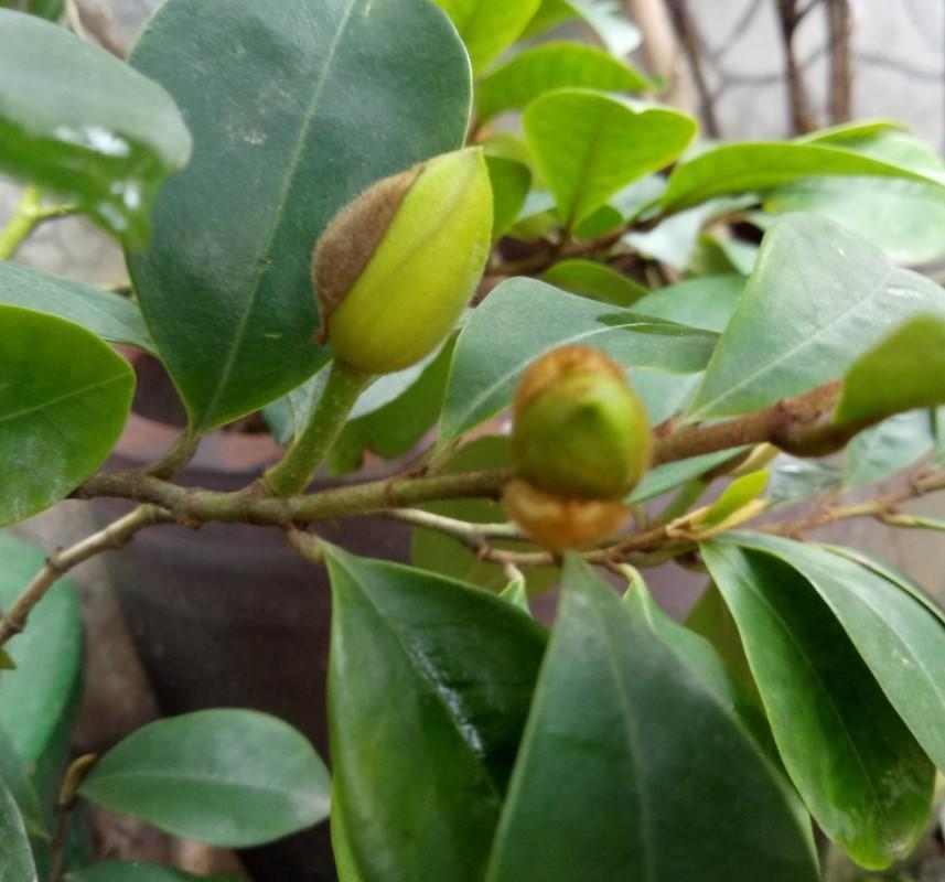 冬季养盆含笑，现在就要养护，来年才可赏花！