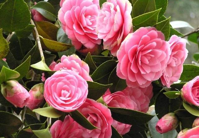 山茶花养护很容易，做好这几点，来年轻松开爆盆