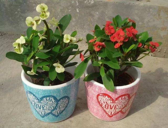 这2类花不建议养，花香浓郁闻多了恶心，汁液有毒养护需格外小心