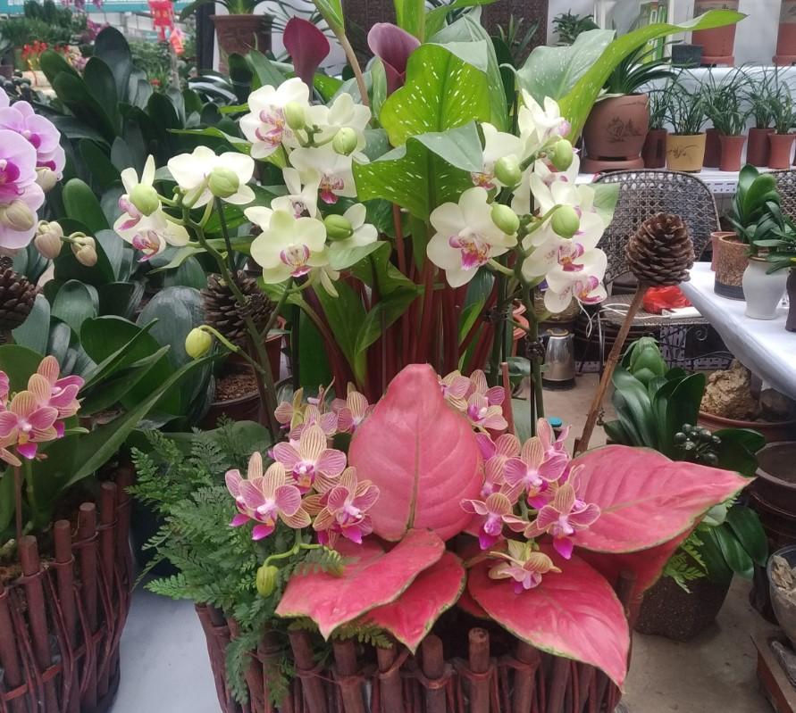 冬季适合养的3种植物，懒人花卉，就能生长爆盆！