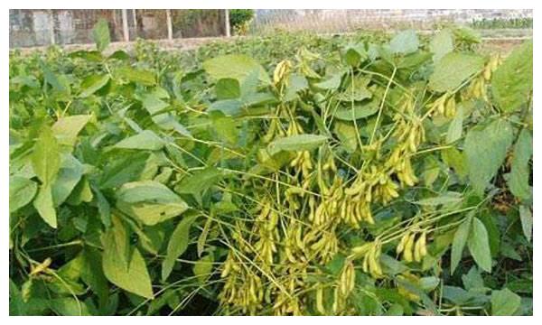 今年大豆补贴多少钱一亩？预计2020年大豆补贴标准会下降