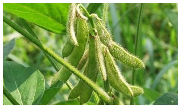 今年大豆补贴多少钱一亩？预计2020年大豆补贴标准会下降