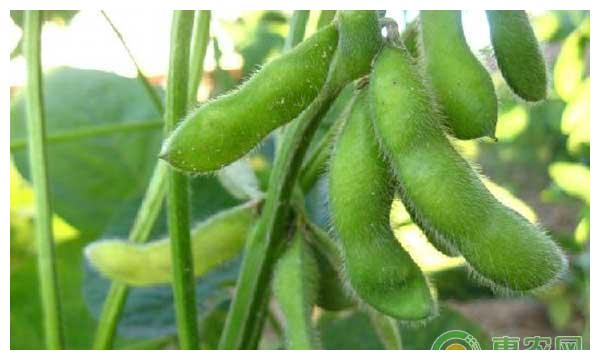 今年大豆补贴多少钱一亩？预计2020年大豆补贴标准会下降