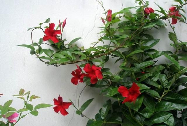 北方冬季如何养护飘香藤?