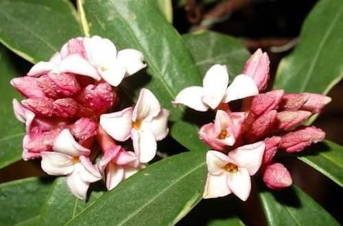 北方冬季如何养护飘香藤?