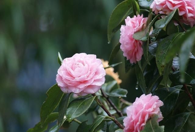 茶花最佳的网购时间是在冬天吗？应该如何养护？