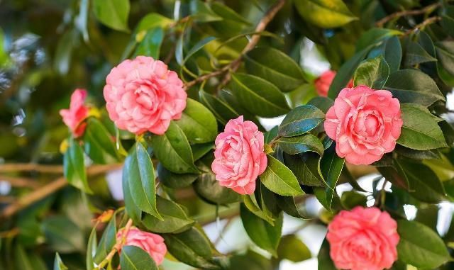 茶花最佳的网购时间是在冬天吗？应该如何养护？