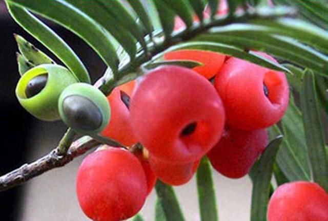 这种“杉”养一盆死一盆，抓住养护要点，冬天收获美美一盆