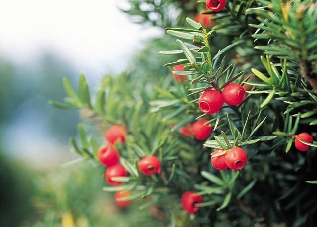 这种“杉”养一盆死一盆，抓住养护要点，冬天收获美美一盆