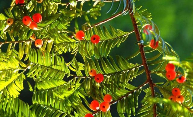 这种“杉”养一盆死一盆，抓住养护要点，冬天收获美美一盆