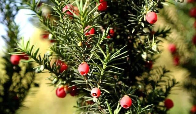 这种“杉”养一盆死一盆，抓住养护要点，冬天收获美美一盆