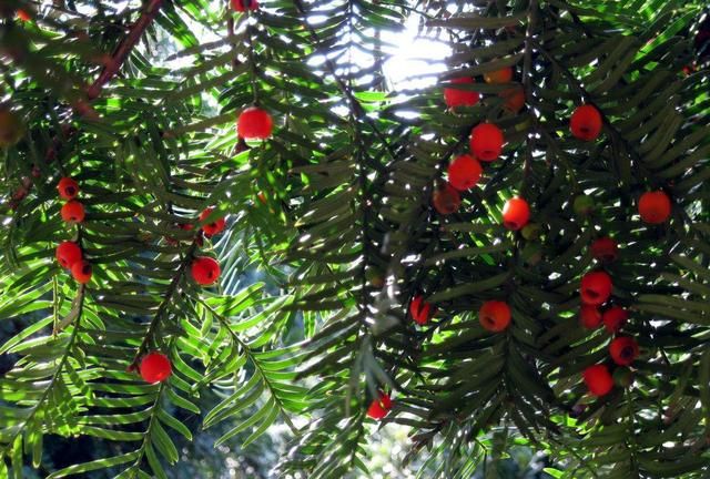 这种“杉”养一盆死一盆，抓住养护要点，冬天收获美美一盆