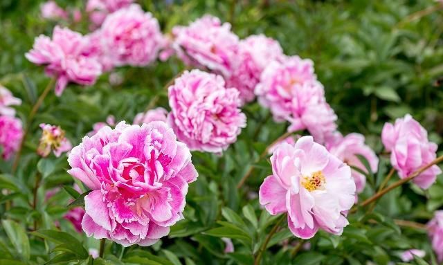 具有“国色天香”之称的牡丹花,不开花,只能说明养护方法不对