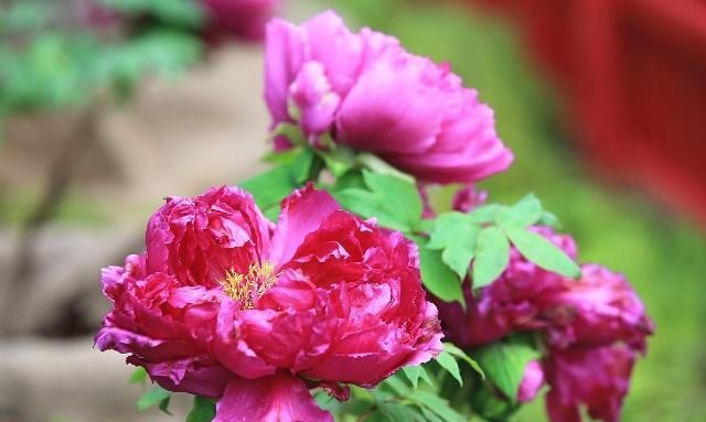 具有“国色天香”之称的牡丹花,不开花,只能说明养护方法不对