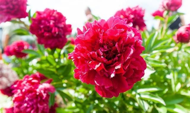 具有“国色天香”之称的牡丹花,不开花,只能说明养护方法不对