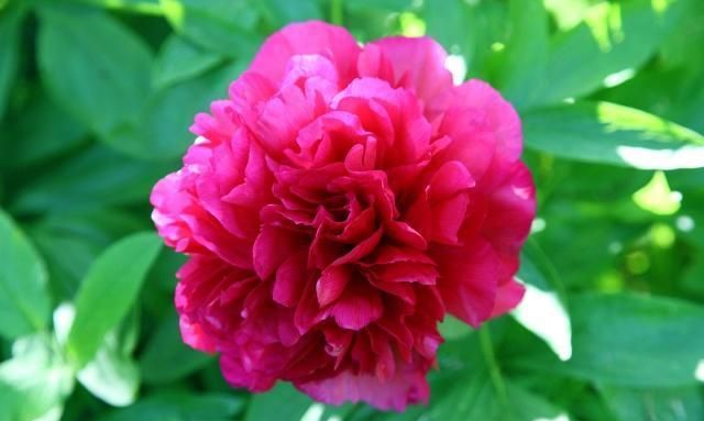 具有“国色天香”之称的牡丹花,不开花,只能说明养护方法不对