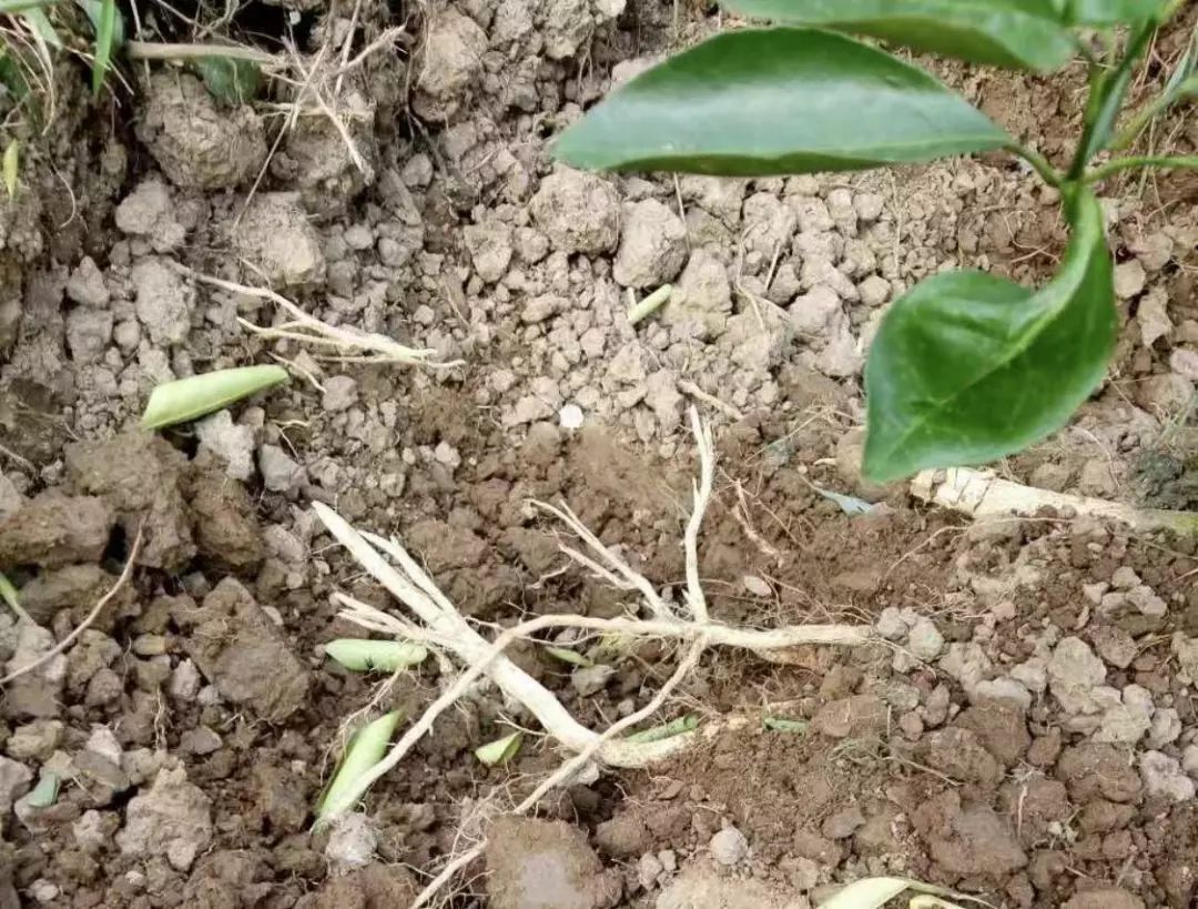 果树根系养护并不难，关键是做好这三件事！