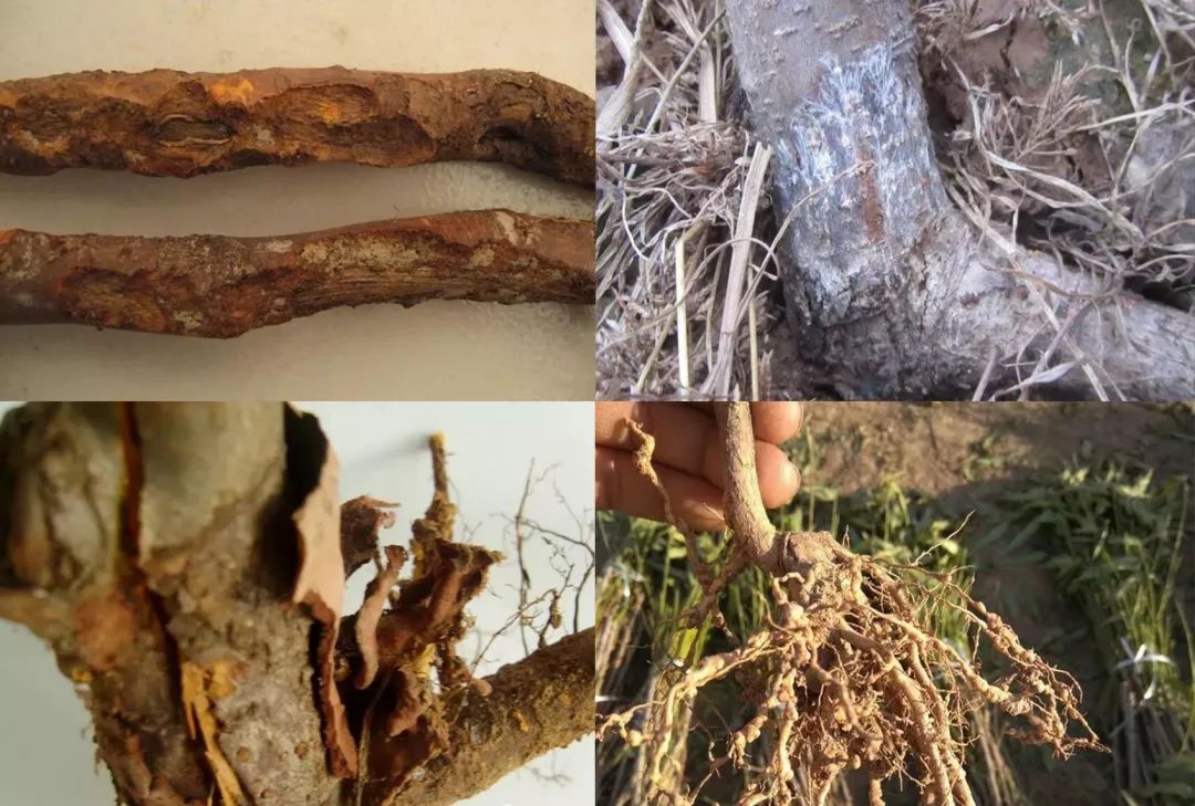 果树根系养护并不难，关键是做好这三件事！