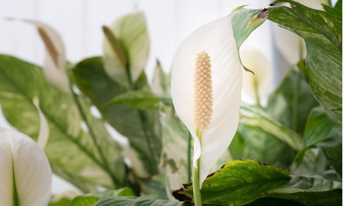 养护白掌,注意这四点,叶子挺拔直立,还绿油油的