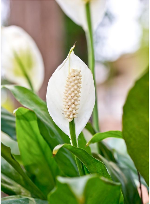 养护白掌,注意这四点,叶子挺拔直立,还绿油油的