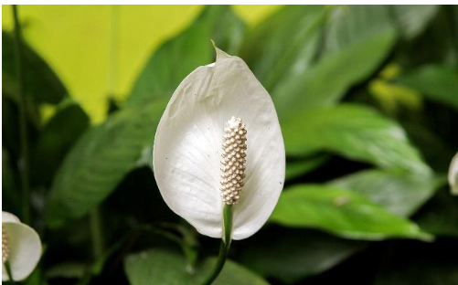 养护白掌,注意这四点,叶子挺拔直立,还绿油油的