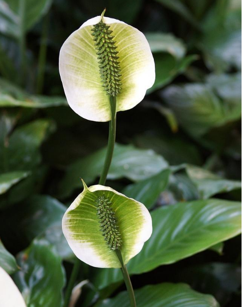 养护白掌,注意这四点,叶子挺拔直立,还绿油油的