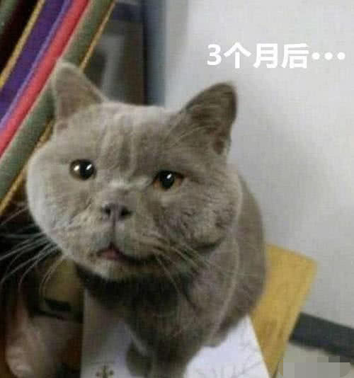 姑娘网购了一只小蓝猫,几个月后看着猫咪长相迷茫!