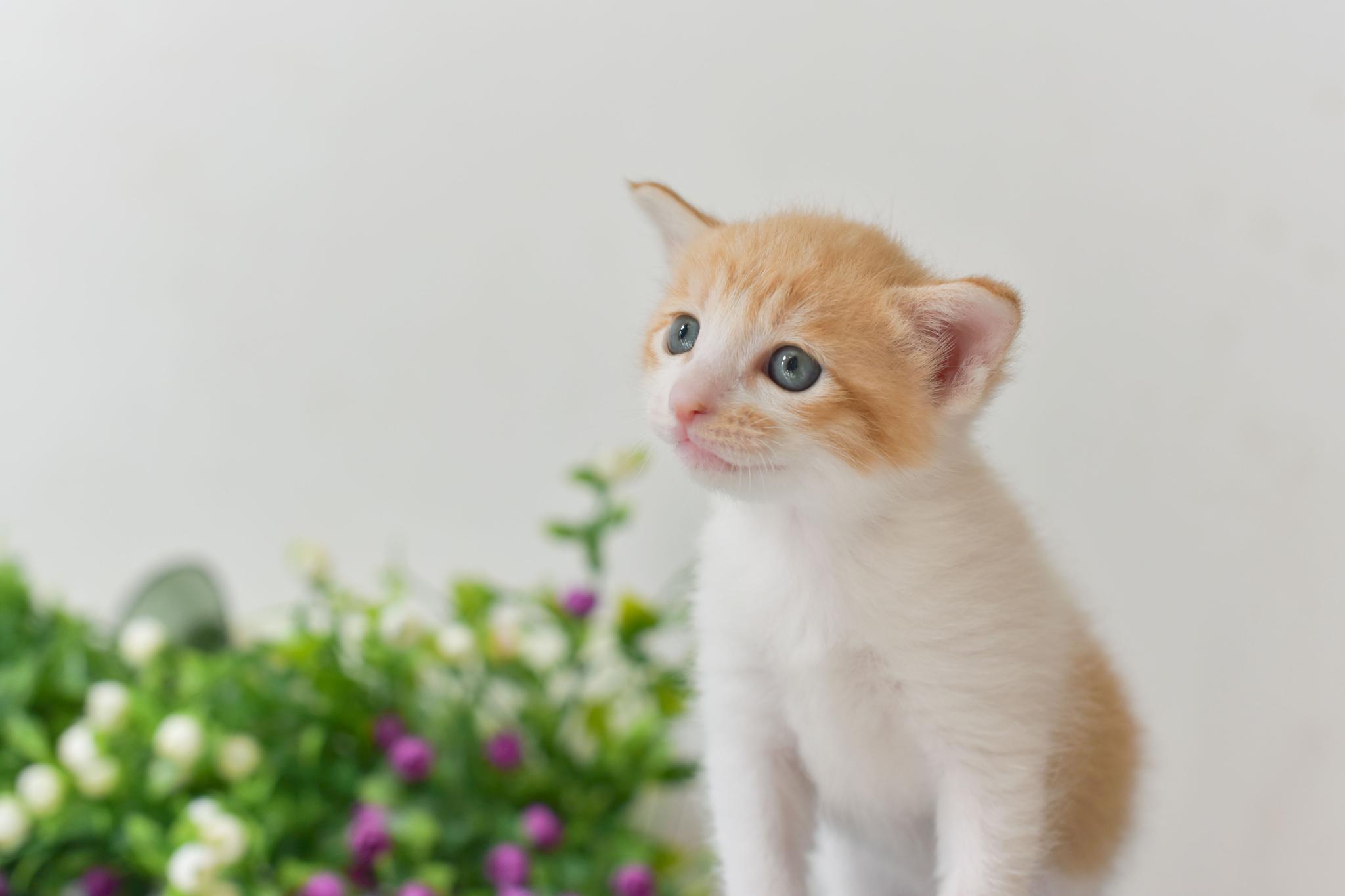 姑娘网购了一只小蓝猫,几个月后看着猫咪长相迷茫!