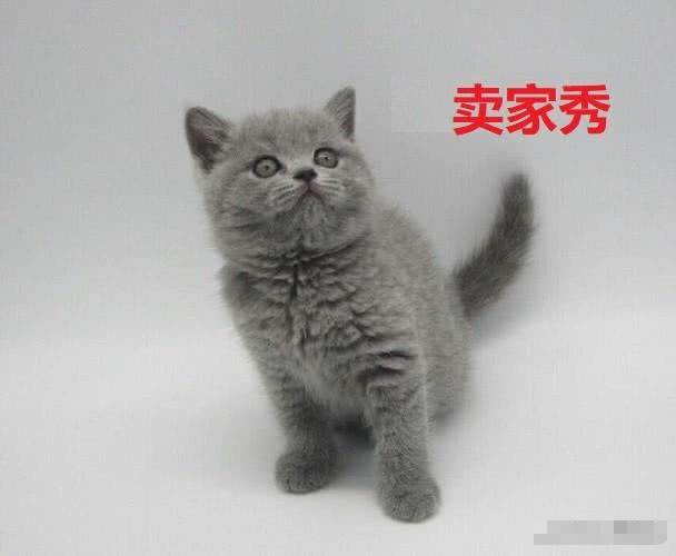 姑娘网购了一只小蓝猫,几个月后看着猫咪长相迷茫!